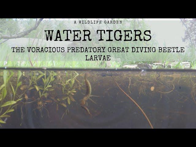 Water Tigers: The Voracious Predatory Larvae of the Great Diving Beetle