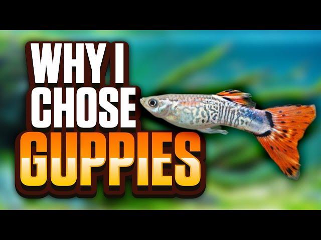 Why I Chose Guppies For My Fish Room! (Great Fish For Planted Tanks And Aquariums Of All Sizes)