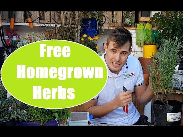 How to grow herbs from cuttings at home, during Corona lock down.