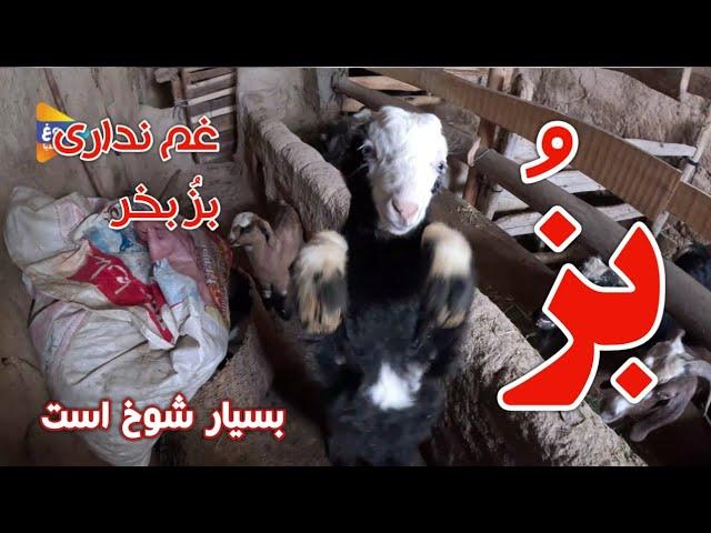 برفباری روز گذشته جاغوری| جاله| افغانستان| Afghanistan| Jaghori