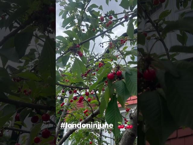 Sibel Tüzün's Instagram Story video #10 (Version 2)