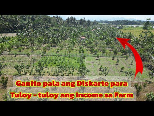 Mga Dapat Itanim sa Diversified Farming para sa NON-STOP na Income