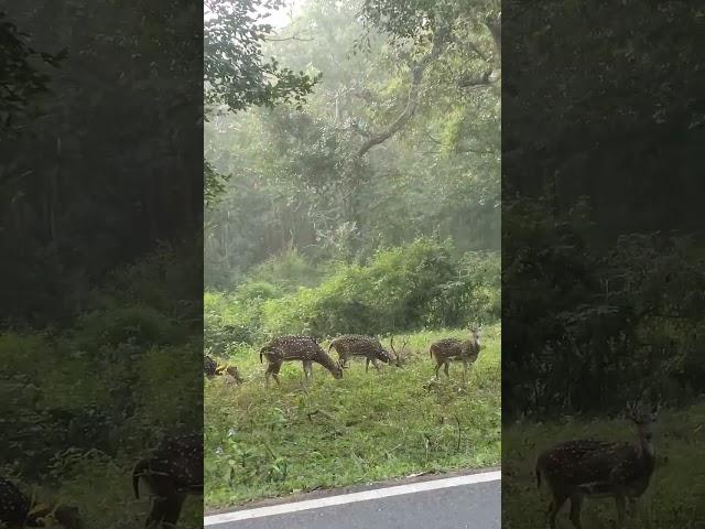 Masinagudi forest deer