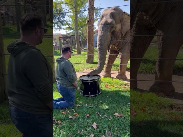 Adorable Elephant Learns to Play the Drums!  #Elephants #Shorts