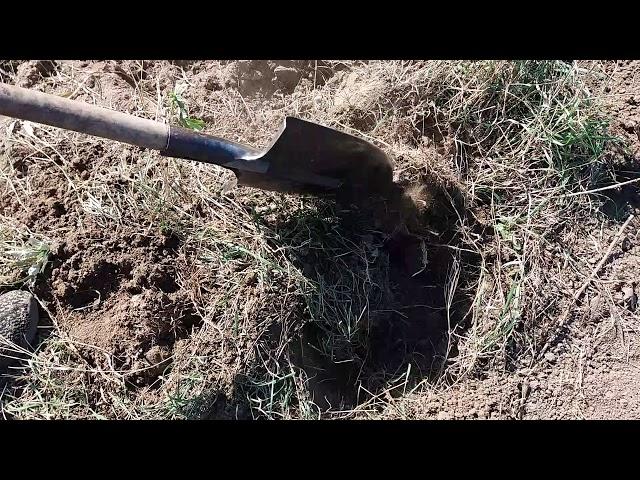 Пырей ползучий сорняк. Первые попытки избавиться от пырея