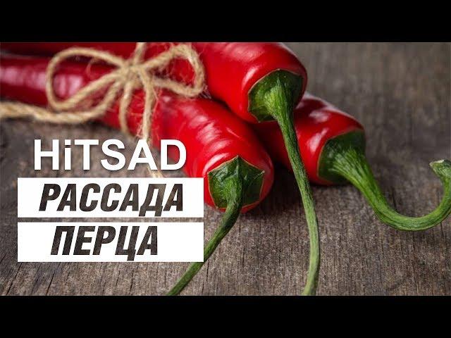 Супер способ выращивание перца  Рассада перца