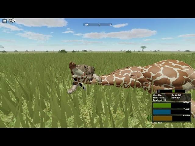 Hunting giraffe as a single lioness! ROBLOX Wild Savannah