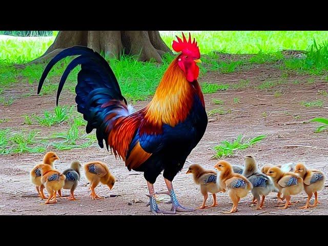 Relax with Beautiful Rooster, Hens and Chicken farm birds | Nature Sound | Nature Farm