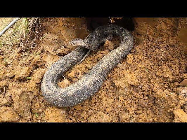 Track 2 giant snakes weighing 50kg |KingCobra Hunter