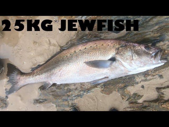 Spearing A 25KG Jewfish (Mulloway)