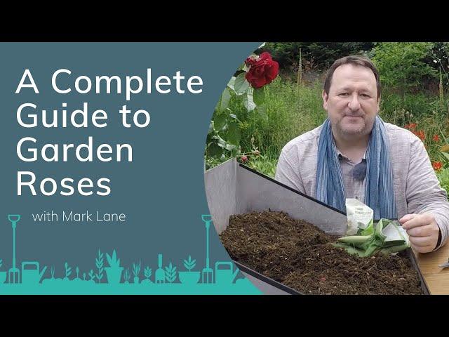 A Complete Guide to Garden Roses with Mark Lane | PrimroseTV