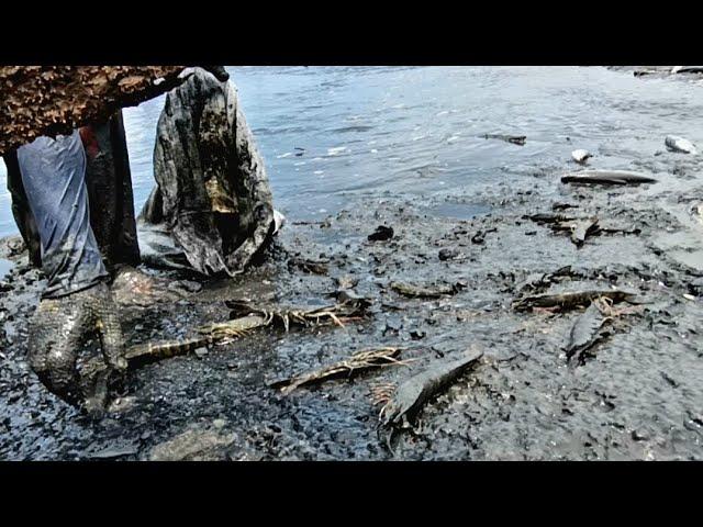 ONLY IN KALIMANTAN! !️ CAN CATCH SHRIMP AS MUCH AS YOU WANT.. FREE!!!