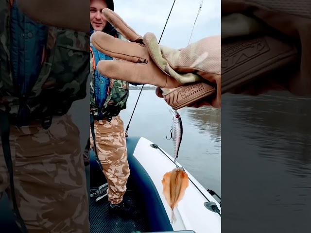 #shortsvideo #рыбалка #рыбка #рыбалочка #пиво #банка #ладога #вода