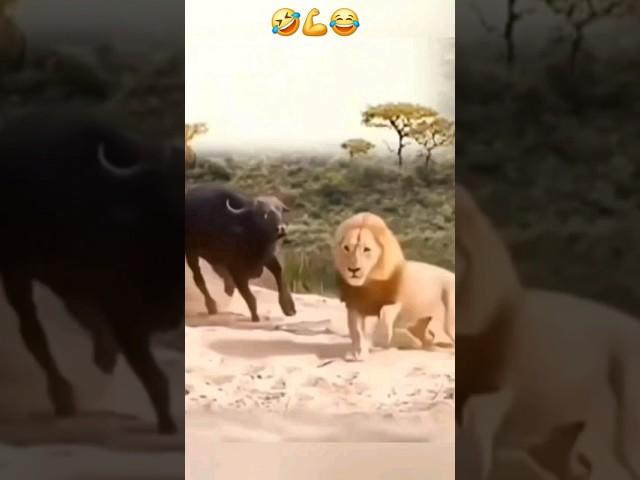 بداية الاسد واثقا لكن الجاموس قلب الموازين#shorts