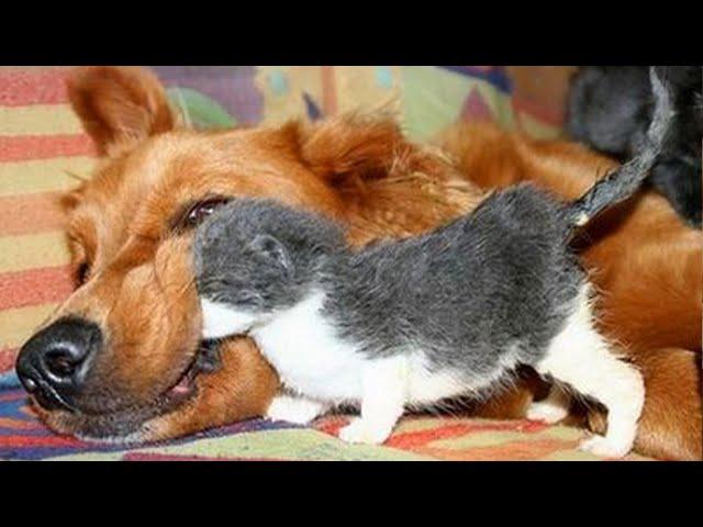 Dogs Who Love Their Kitten Since The Moment They Met - CATS AND DOGS Friendship