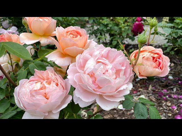 Top 10 David Austin Roses For 2023!  My Top Pick!