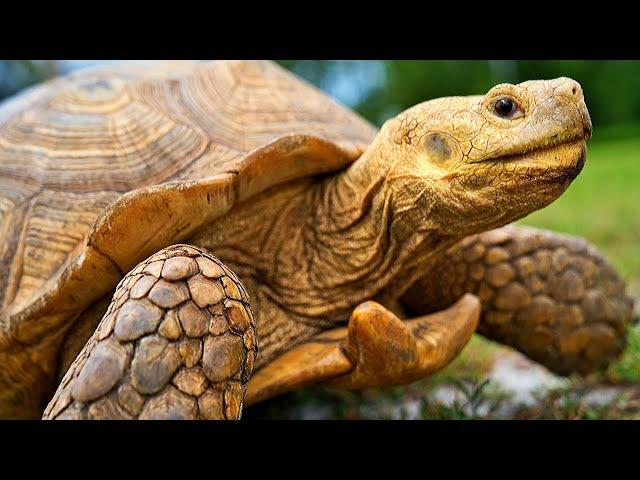 Top 5 Pet Tortoises