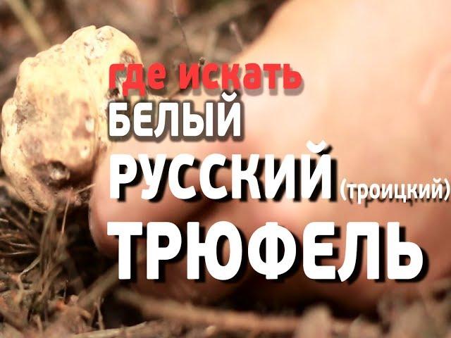 Как найти ТРЮФЕЛЬ - настоящий русский белый (Троицкий) truffle