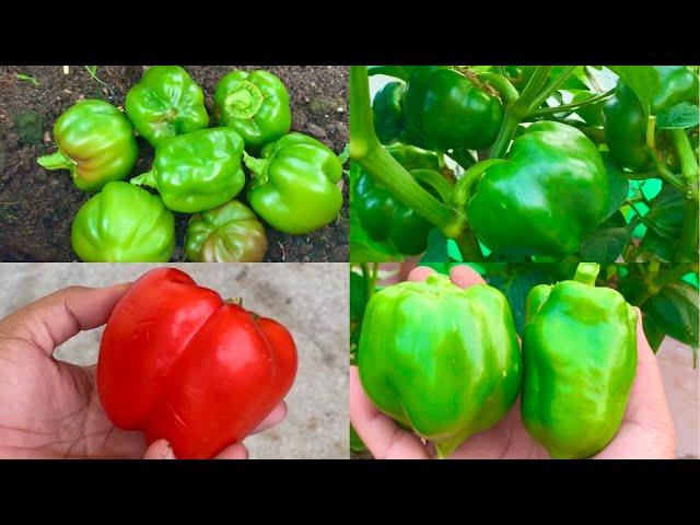 How To Grow Capsicum From Fresh Seeds At Home