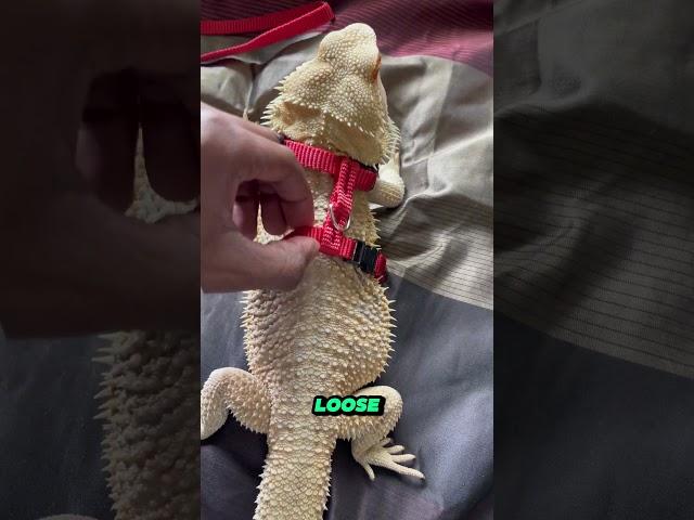 Trained Bearded Dragon #nature #reptiles #shorts #beardeddragon #lizard