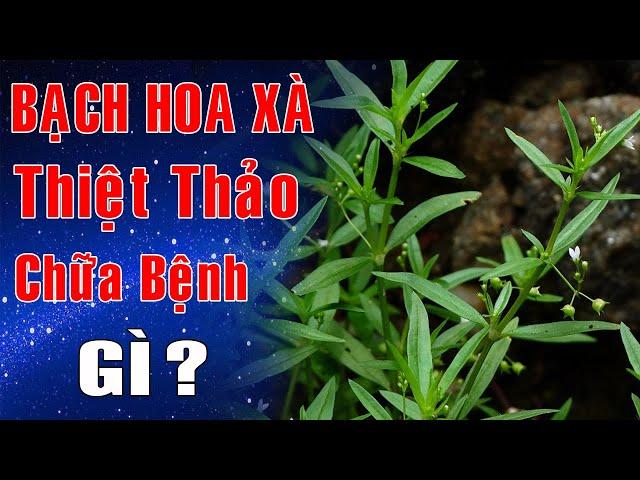 Cây Bạch hoa xà thiệt thảo chữa bệnh gì ? Những lưu ý khi sử dụng bạch hoa xà