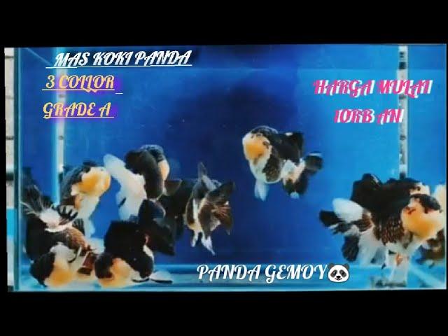 ORANDA PANDA 3 COLLOR BADAN BULAT GEMOY  #fypシ #ikanhias #maskoki #foryou #kokishorttail #dagoldfish