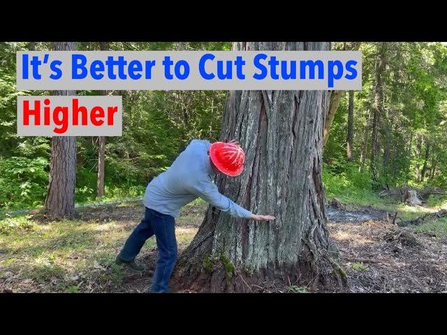 Why West Coast Loggers Love Cutting High Stumps