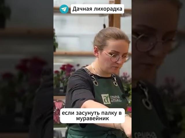 МУРАВЬИ в огороде - это НЕПЛОХО #огород #дача #муравьи