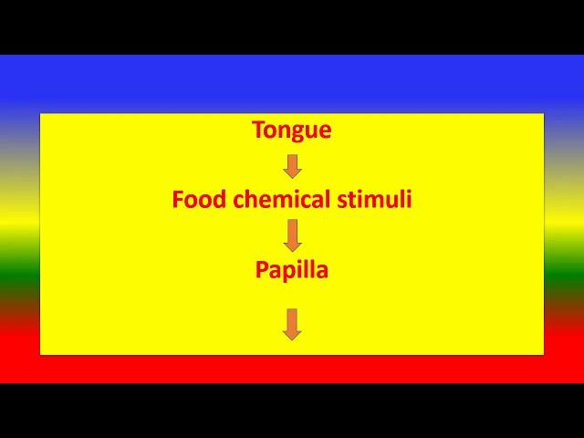 PHYSIOLOGY – PROCESS OF TASTE