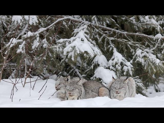 Let Sleeping Lynx Lie