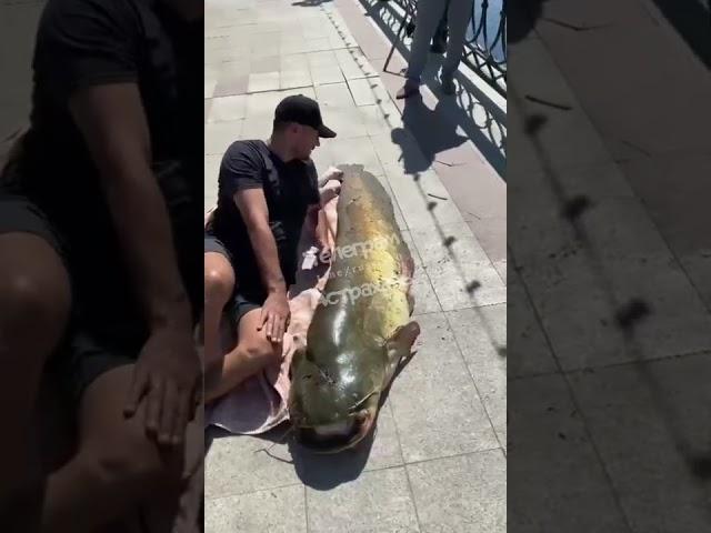 Вот такую рыбу поймали в центре Астрахани! Около Гранд Отеля! 60 кг!