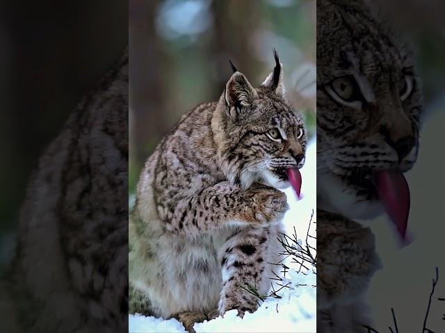 Rare Lynx Grooming in Snowy Blueberry Patch | Wild Cat Winter Behavior