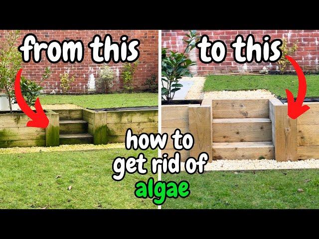 How to get rid of ALGAE in your garden