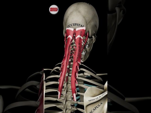 Explore Cervical and Head Extension Like Never Before!