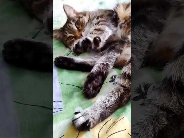 #кот #полосатый #простой #юмор #кошечка
