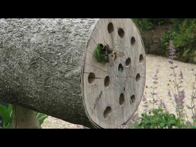 How to make a very simple bee hotel that works