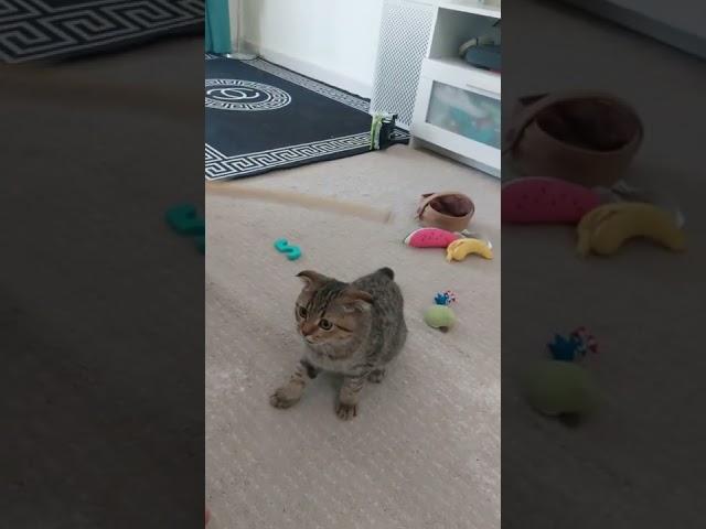 Cute cat fold playing