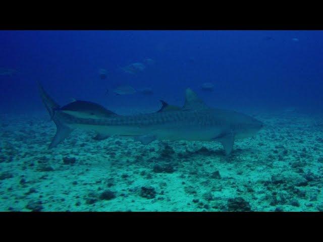 Diving with Tiger Sharks in Cocos Island, Costa Rica