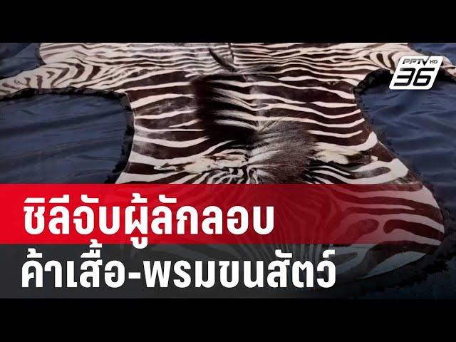 ชิลีจับผู้ลักลอบค้าเสื้อ-พรมขนสัตว์ | เข้มข่าวค่ำ | 8 มี.ค. 68