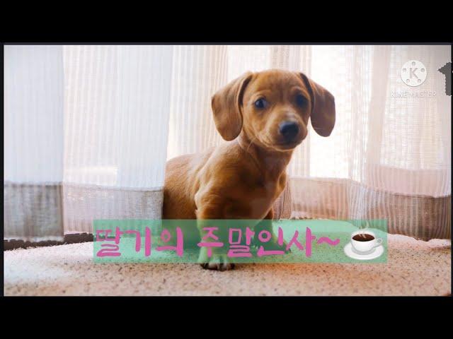 [딸기의 주말 인사] #오디오북 #딸과함께만드는추억앨범 #책읽어주는엄마 #책읽는엄마 # Audiobook #booktravel #인사