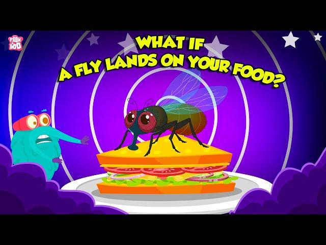 What Happens When A Fly Lands On Your Food? | Unhygienic Food for Toddlers | The Dr. Binocs Show