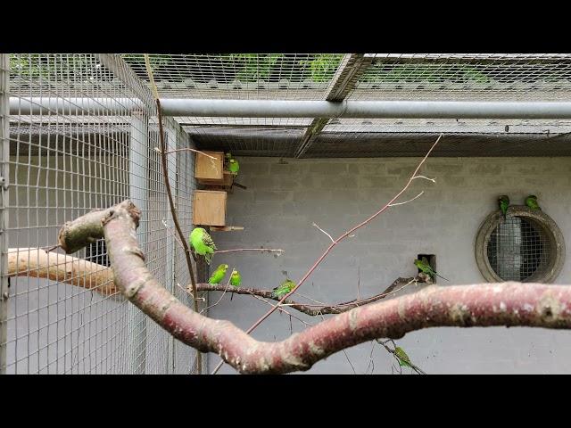 Budgerigar (Melopsittacus undulatus)