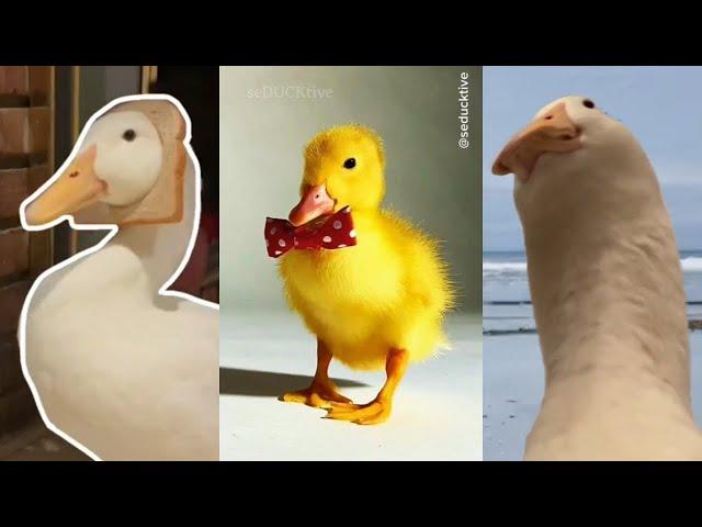 Funny & Oddly Satisfying Videos (best of duck)