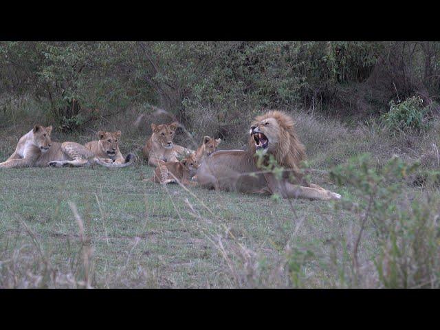 Older lion cubs teach "kids" not to bite Dad