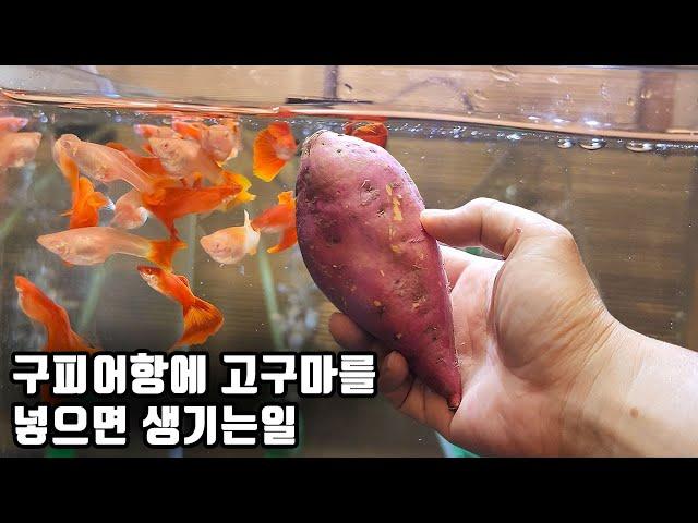 고구마를 어항에 넣으면 20일만에 생기는 놀라운 효과 ㄷㄷ