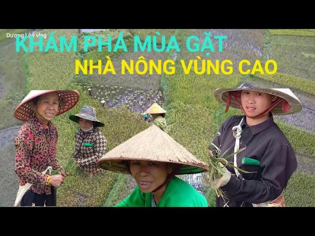 Khám phá mùa gặt vùng cao bà con được mùa lúa mới ! Dương Lập vlog