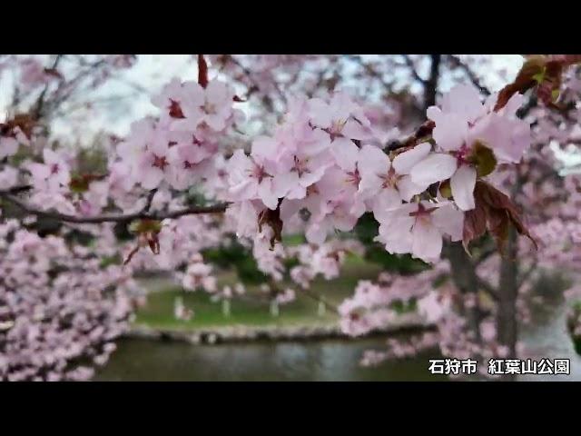 2024年4月28日　石狩の最高気温12℃　ようやく春が来ました