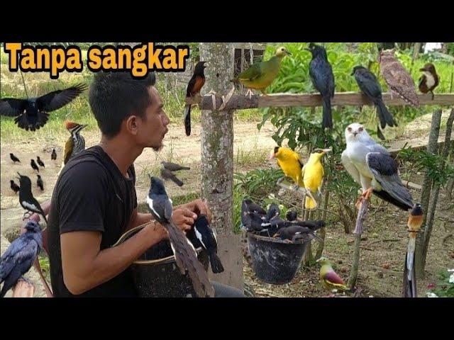 VIRAL_PELIHARA RATUSAN BURUNG TANPA SANGKAR