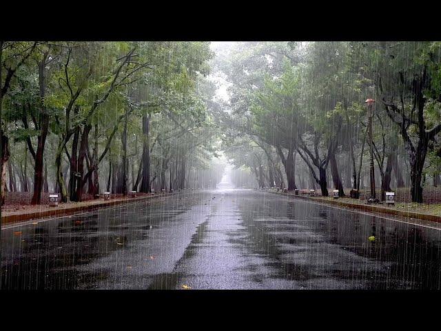 Early Morning Rain Sound on a Quiet Road - White Noise for Sleep, Relaxation, Deep Sleep, Meditation