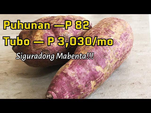 DOBLEHIN ANG KITA SA KAMOTE! GAWIN MO TO SOBRANG SARAP NA PATOK PANG - INEGOSYO KIKITA KA NG TODO!